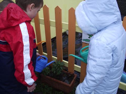 Rhoi dwr i'r planhigion 